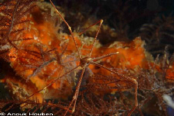 Deep-sea squat lobster, Chirostylus dolichopus. Picture t... by Anouk Houben 